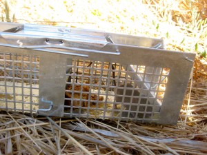 Mouse