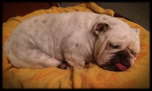 Dilly, our happy, sleeping bulldog
