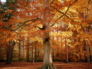 Forest on an Autumn Day