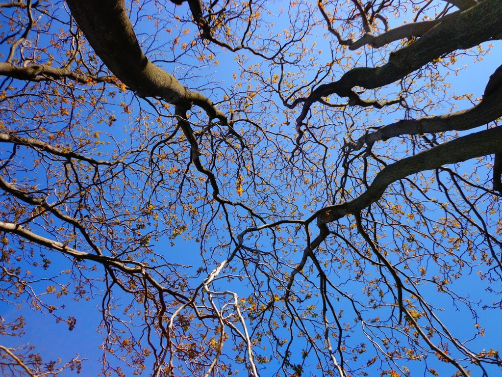 Tree in springtime