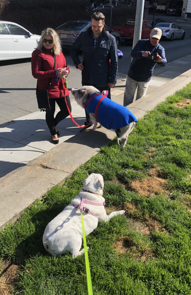 Dilly the Bulldog meets a therapy pig in Sacramento, courtesy of Your Quizmaster