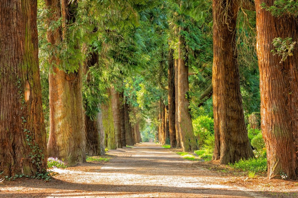 Trees